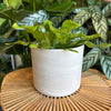 Plant in a white marble terracotta pillar pot