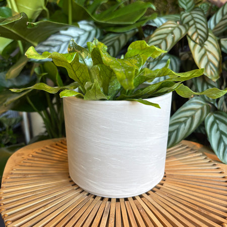 Plant in a white marble terracotta pillar pot