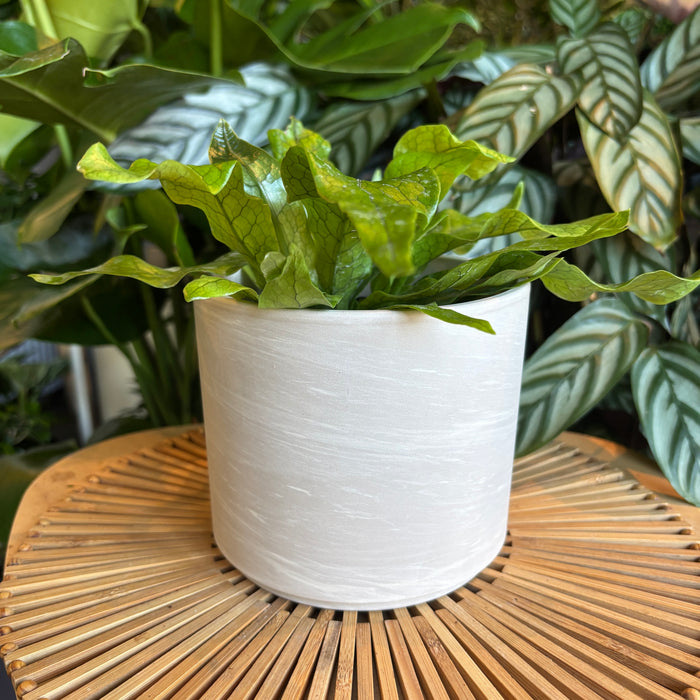 Plant in a white marble terracotta pillar pot