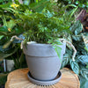 Plant in a rounded dark marble terracotta planter with saucer