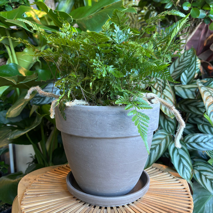 Plant in a rounded dark marble terracotta planter with saucer