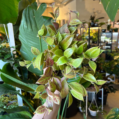 Hoya Sunrise with red-tinged leaves in the shop