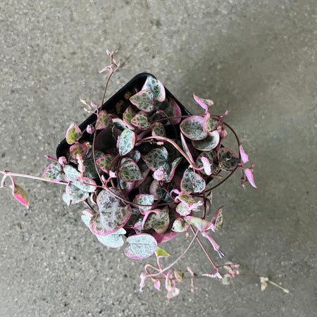 Variegated string of hearts trailing over a pot