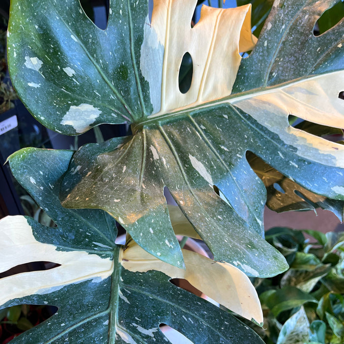 Monstera Thai Constellation leaves with cream variegation