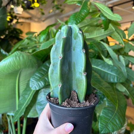 Hand holding a spineless blue-green cactus