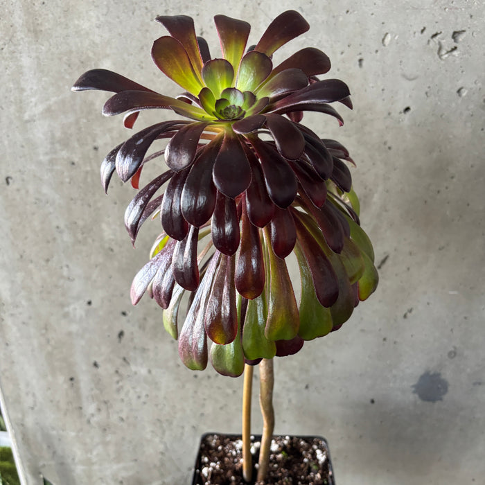 Aeonium 'Zwartkop'