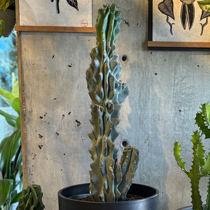 Peruvean Apple Cactus Monstrose