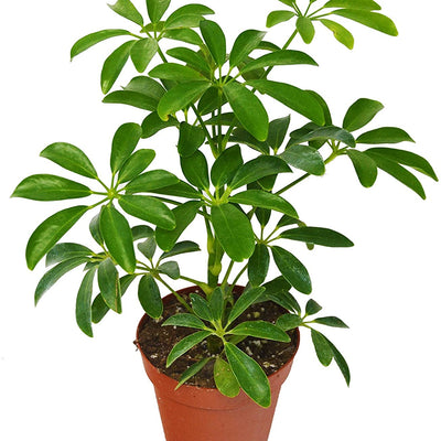 Umbrella Plant