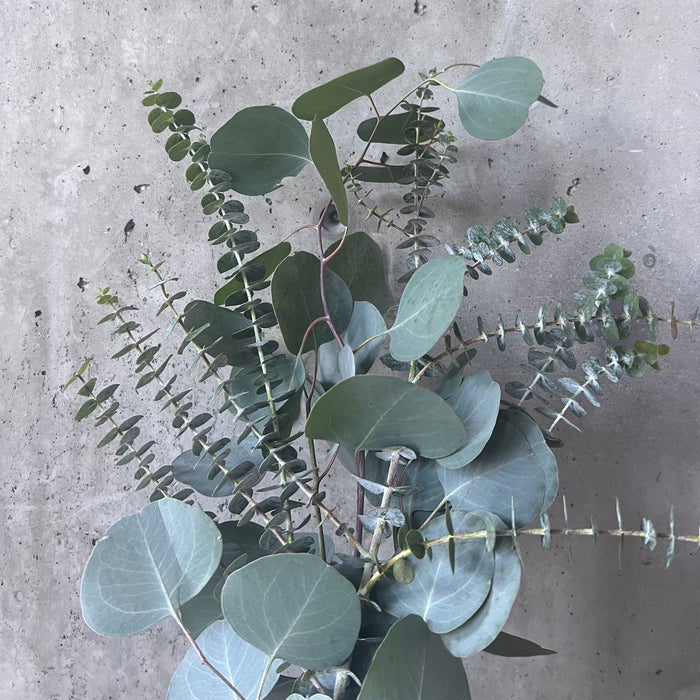Bundle of fresh eucalyptus stems