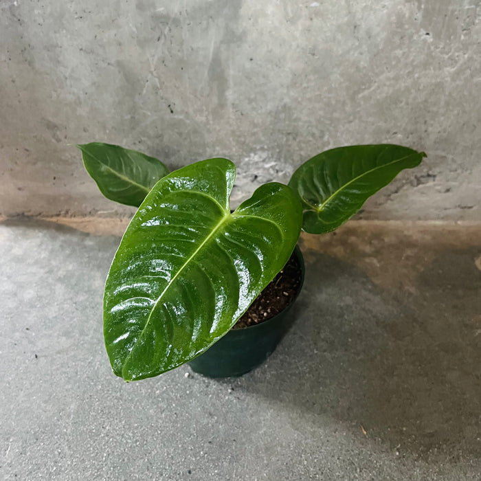 Anthurium veitchii