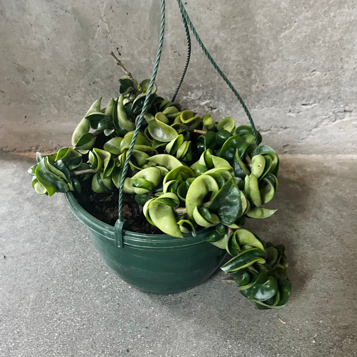 Hoya compacta in a hanging pot