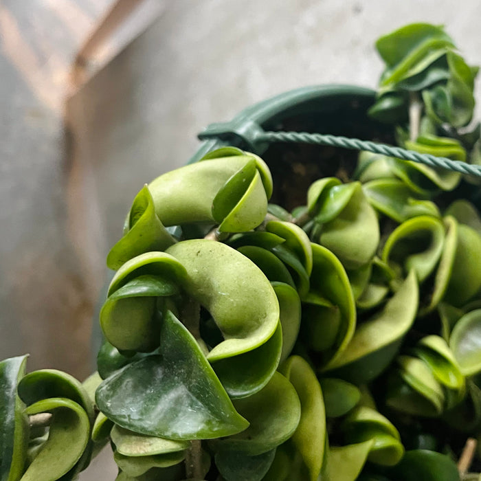 Close-up of curled Hoya compacta leaves