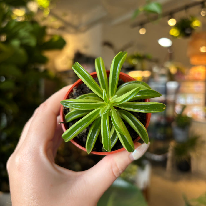 Hand holding a Peperomia taco leaf