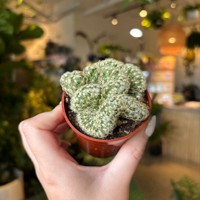 Hand holding a crested brain cactus