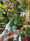 Hand holding a Peperomia Hope in the shop