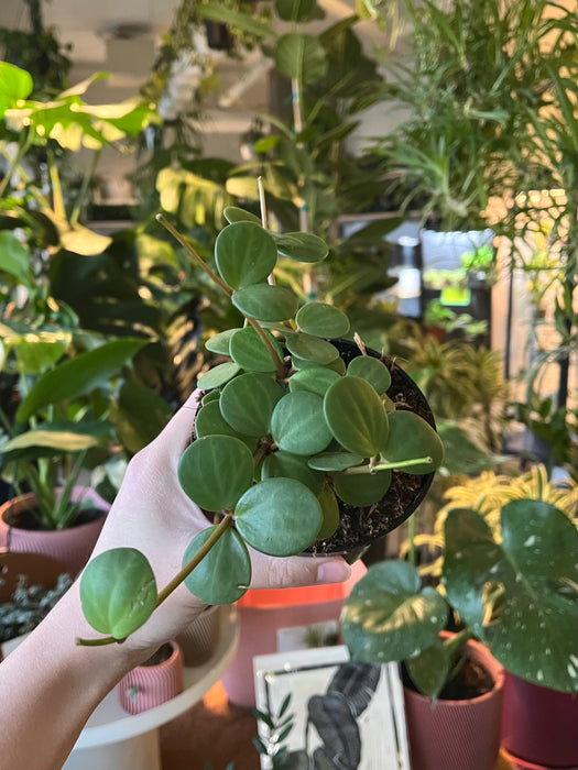 Hand holding a Peperomia Hope in the shop