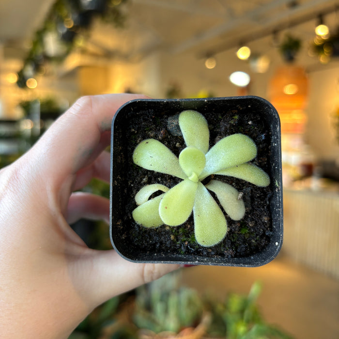 Hand holding a butterwort in a square pot