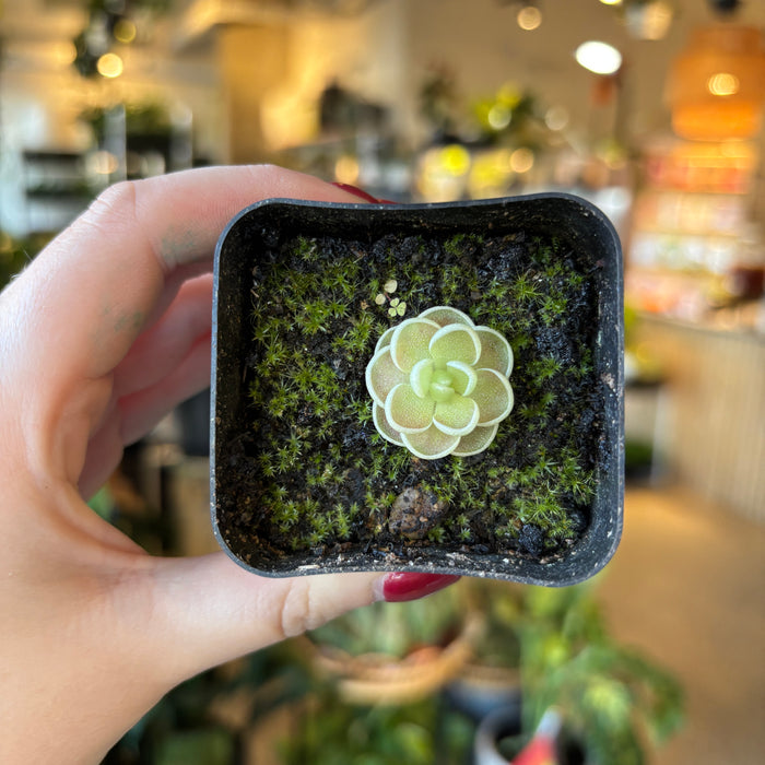 Hand holding a small butterwort in a nursery pot