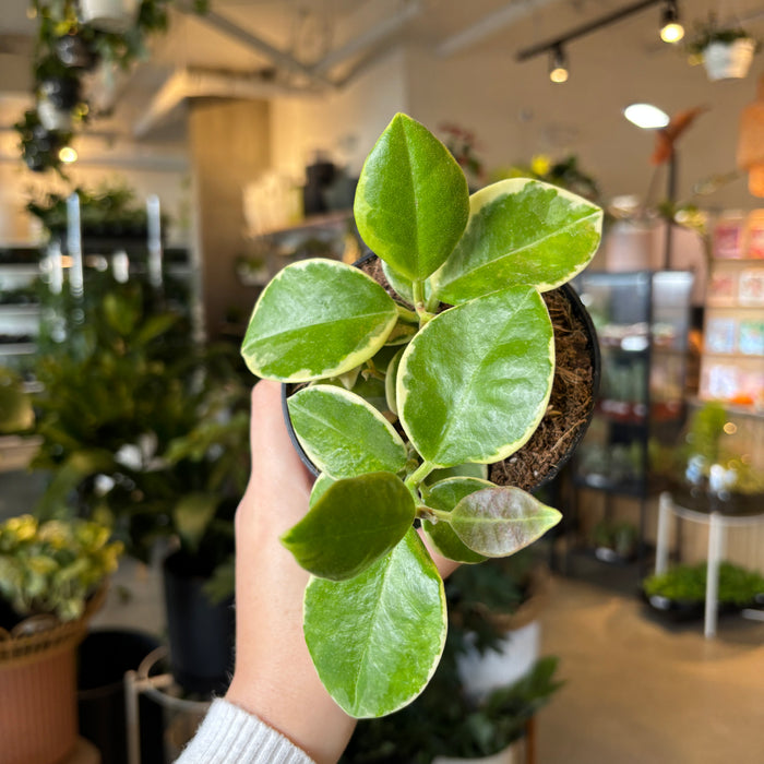 Hoya Australis Albomarginata
