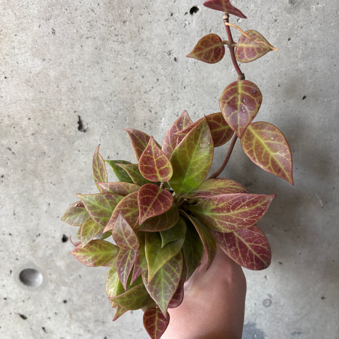 Hand holding a Hoya Sunrise with red and green leaves