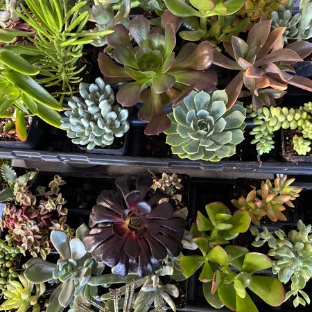 Tray of assorted succulents in different colours and shapes