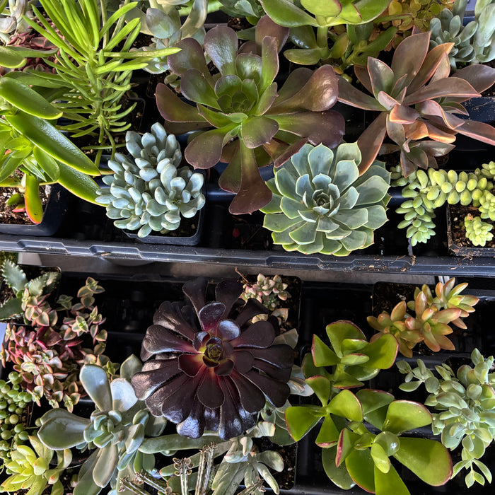Tray of assorted succulents in different colours and shapes