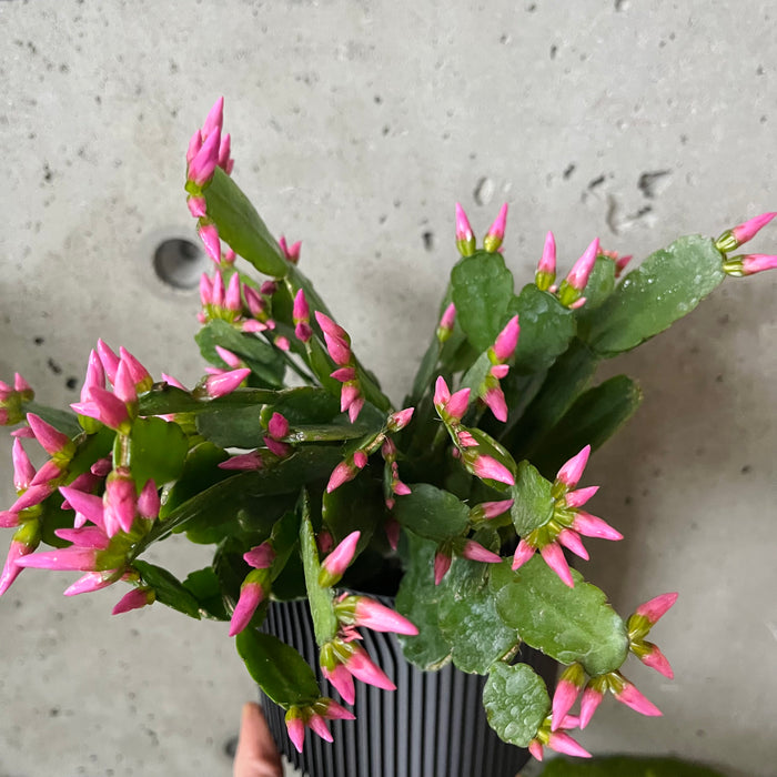 Easter Cactus