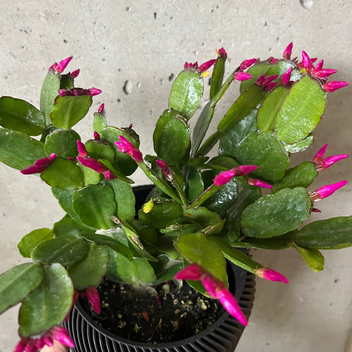 Easter Cactus