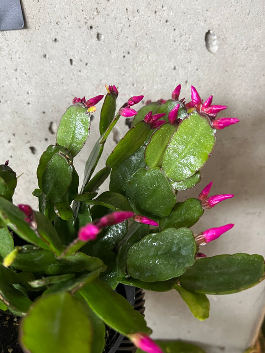 Easter Cactus