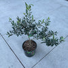 Small olive tree on a concrete floor