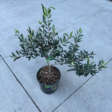 Small olive tree on a concrete floor