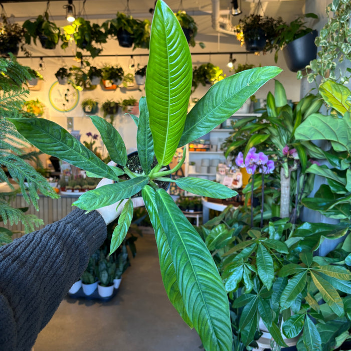 Philodendron Lynette