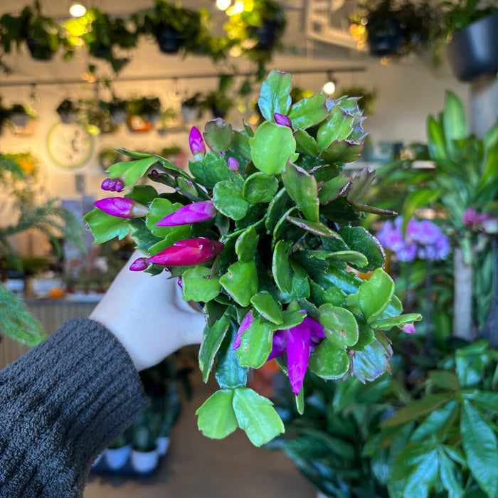 Christmas Cactus