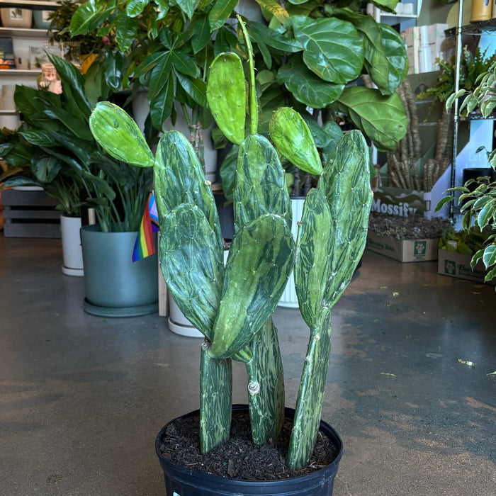 Variegated Prickly Pear Cactus