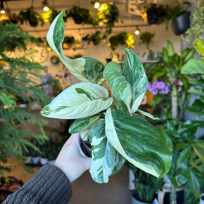 Monstera Lechleriana Variegated