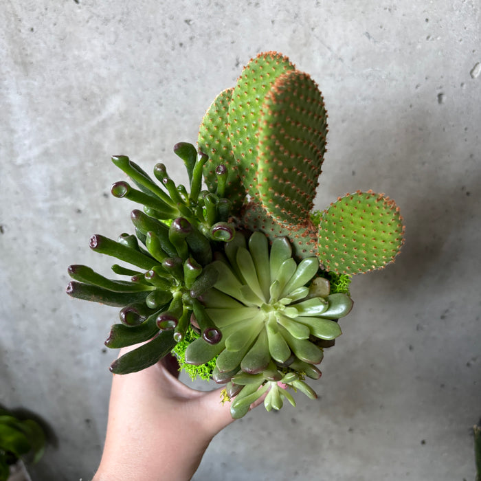 Succulent Trio