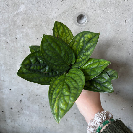 Hand holding a Monstera Peru with textured leaves