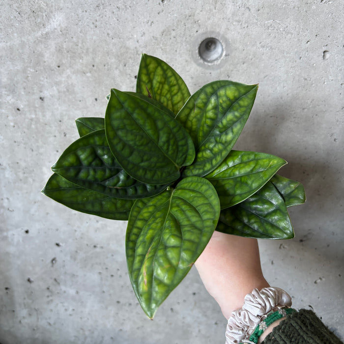 Hand holding a Monstera Peru with textured leaves