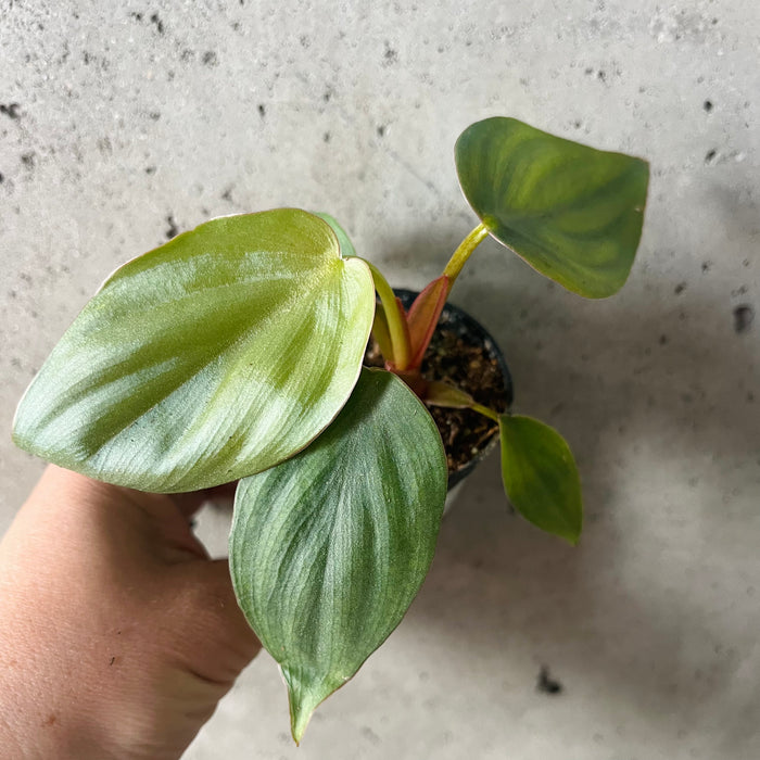 Philodendron Colombia