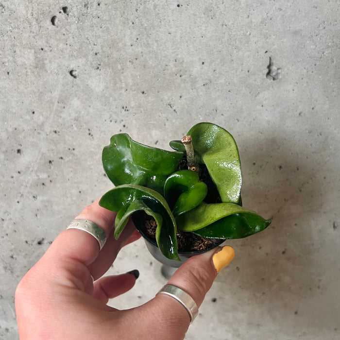 Hand holding a small Hoya compacta
