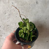 Hand holding a Hoya compacta with draping vines