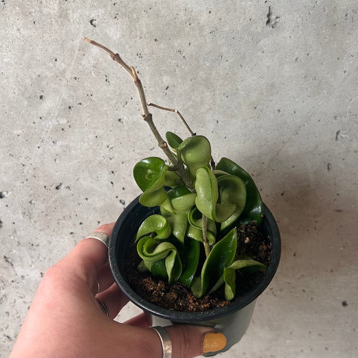 Hand holding a Hoya compacta with draping vines
