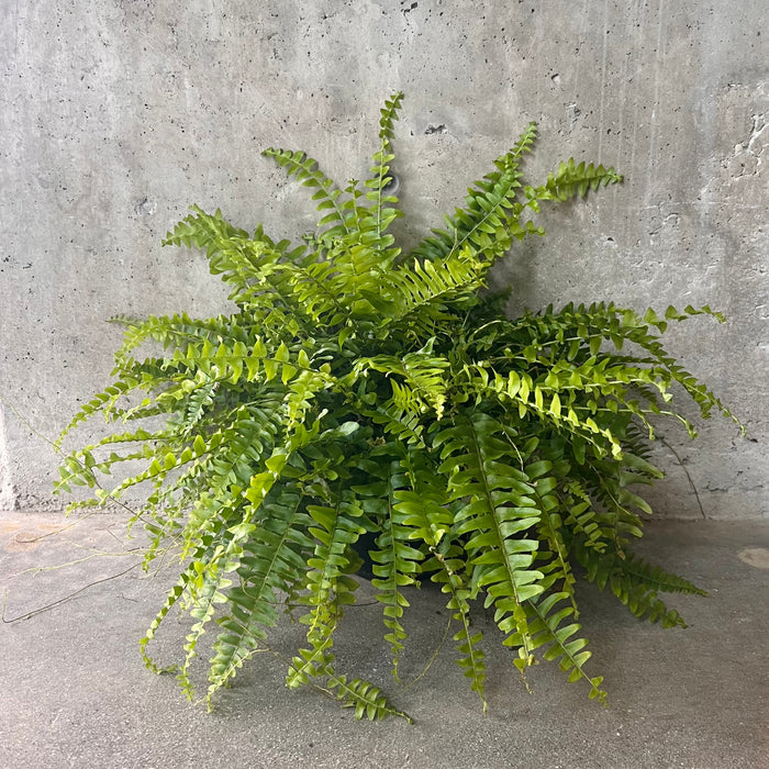 Bushy Boston fern with arching fronds