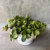 Trailing Peperomia Hope in a white pot