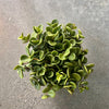 Peperomia Hope with round leaves