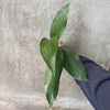 Hand holding a cast iron plant leaf
