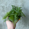 Hand holding a rabbit's foot fern