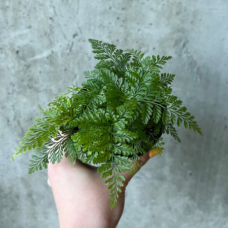 Hand holding a rabbit's foot fern