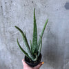 Hand holding an aloe vera in a nursery pot
