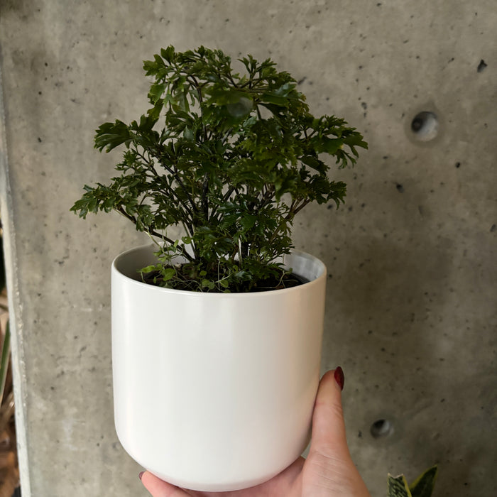 Ming Aralia